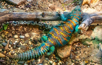Ornat Uromastyx Lizard