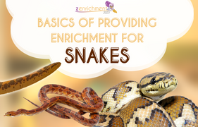 Basics of Providing Enrichment For Snakes