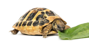 Turtle eating a leaf