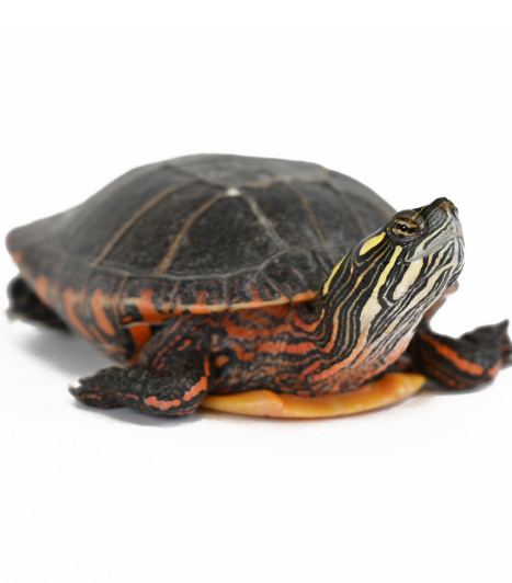 painted turtle on a white background