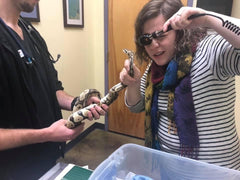 Ball python for at an exotic vet visit