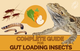 Complete Guide To Gutloading Insects For Your Reptiles | Zen Habitats What Is Gut Loading and Why Is It Important For Your Reptiles
