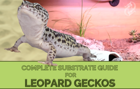 Leopard Gecko Complete Substrate Guide, What Is The Best Substrate For A Leopard Gecko?
