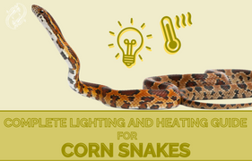 What’s The Proper Lighting and Heating Setup For A Corn Snake, Zen Habitats advanced care guides for corn snakes