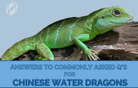 Answering The Most Asked Chinese Water Dragon Questions | Zen Habitats, Your Top Chinese Water Dragon Questions, Answered.