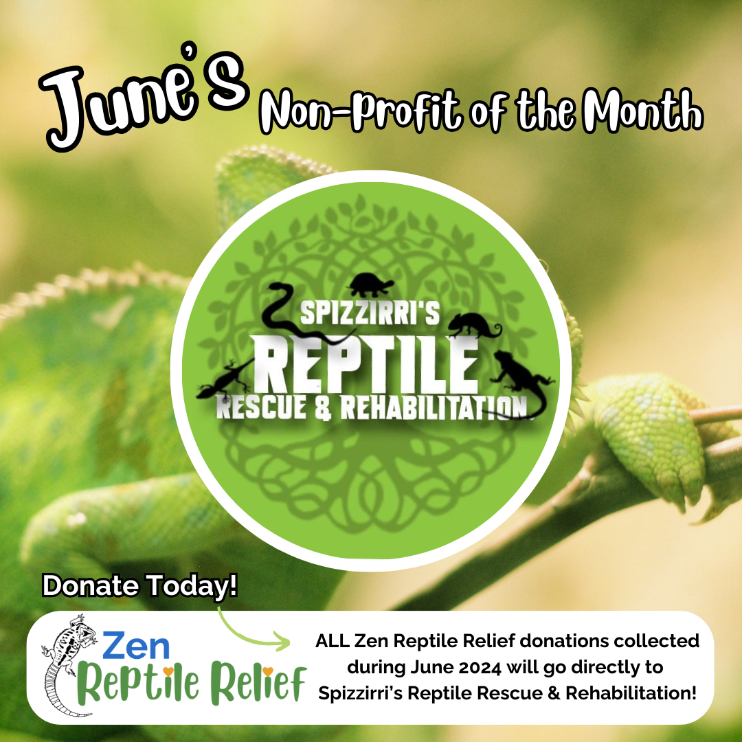 View of Support Zen Reptile Relief – Zen Habitats