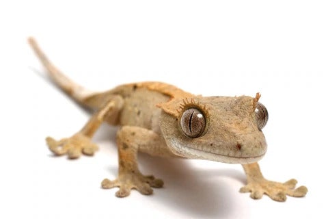 Crested gecko on a white background