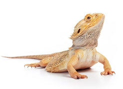 Bearded Dragon care sheet provided by reptifiles