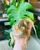 Bearded Dragon being held. In the background is a Monstera leaf