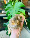 Bearded Dragon being held. In the background is a Monstera leaf