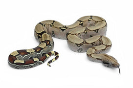 Boa care sheet provided by reptifiles