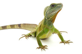 Chinese water dragon on a white background