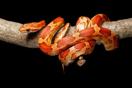Corn snake wrapped around a tree log