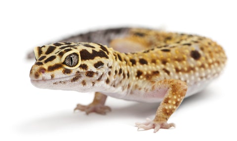 Leopard gecko care sheet, leopard gecko on white background