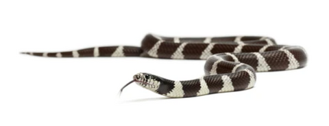 King snake on a white background