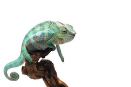 Panther chameleon on a white background