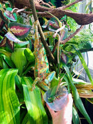 Veiled chameleon eating worms 