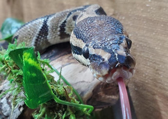 Ball Python with its tongue out