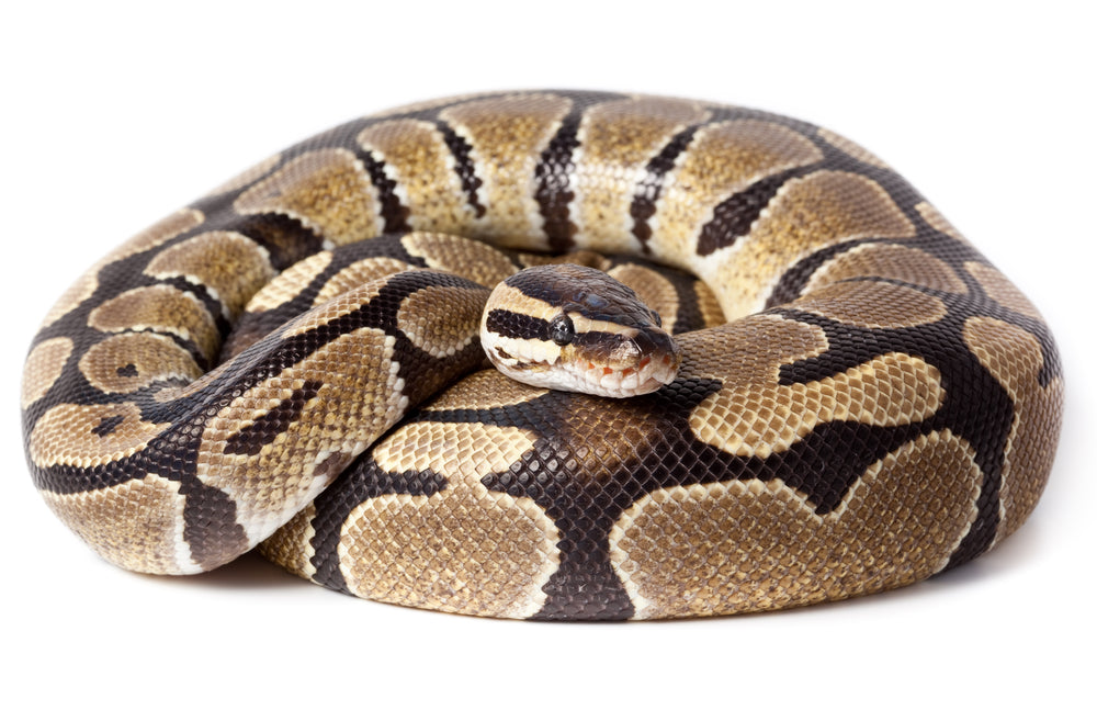 Ball Python care sheet provided by Reptifiles