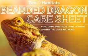 A detailed care sheet for bearded dragons by Zen Habitats, offering a comprehensive guide on proper husbandry, nutrition, and environmental requirements for optimal care and well-being.