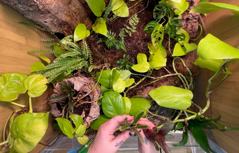 Crested 2025 gecko enclosures