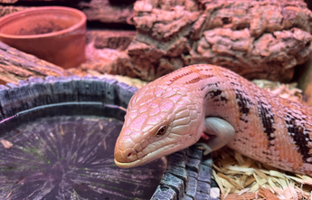 Blue Tongued Skink Enclosures Accessories Zen Habitats