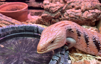 blue tongue skink at water dish, blue tongued skink food guide, blue-tongued skink habitats, reptile habitats for blue-tongued skinks by Zen Habitats