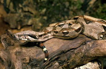 Closeup of a ball python