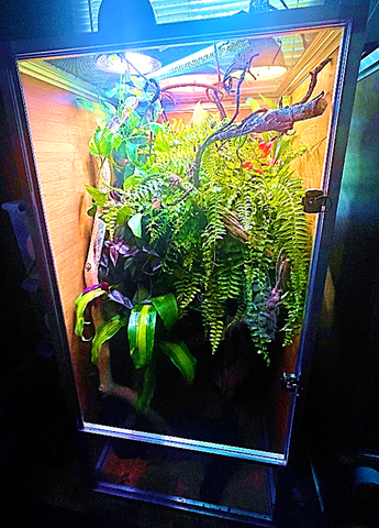 2x2x4 enclosure for a Chameleon by Zen Habitats