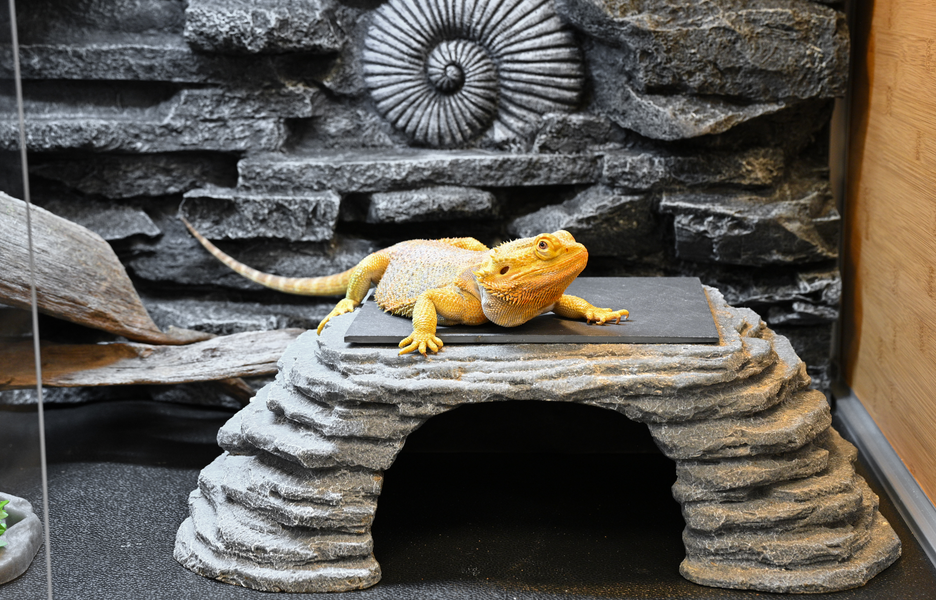 Chi the bearded dragon in a Zen Habitats 4x2x2 Reptile Enclosure, sitting on a Zen Cave by Zen Habitats