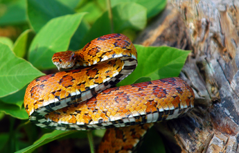 corn snake in the wild, corn snake enclosures and habitats by Zen Habitats