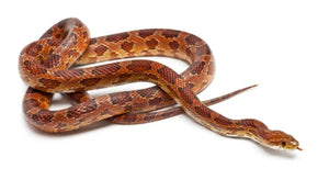 Corn Snake Care Sheet Provided By ReptiFiles