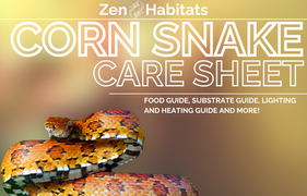 A detailed care sheet for corn snakes by Zen Habitats, offering a comprehensive guide on proper husbandry, nutrition, and environmental requirements for optimal care and well-being.