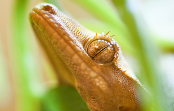 crested gecko enclosures and accessories by Zen Habitats, Zen Habitats crested gecko ernie