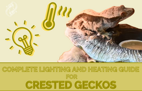 Crested Gecko Complete Lighting and Heating Guide What’s The Proper Lighting and Heating Setup For Crested Geckos?