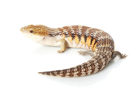 Eastern or northern blue tongued skink reptile care sheet from Zen Habitats