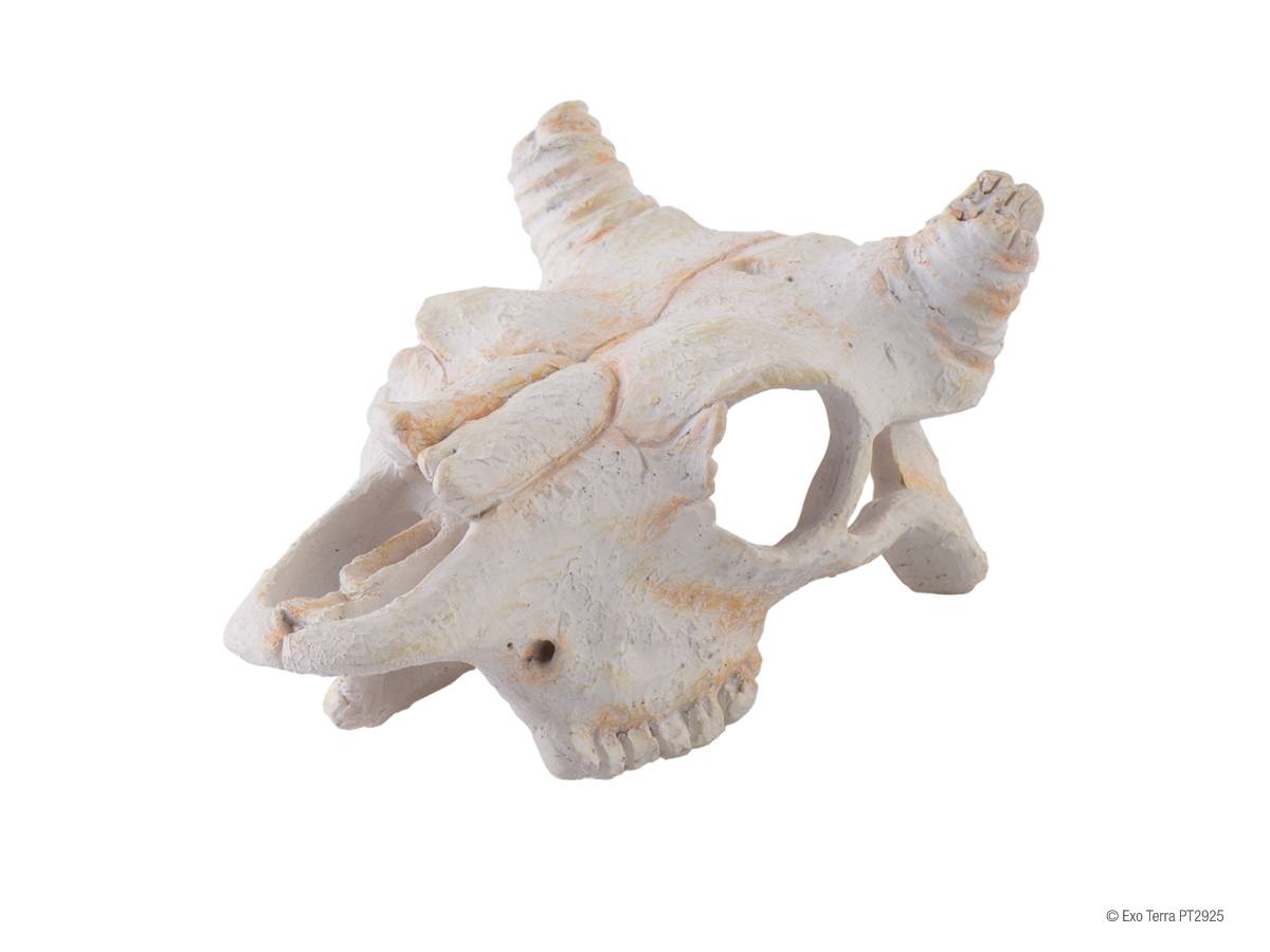 Exo Terra Buffalo Skull (Small)