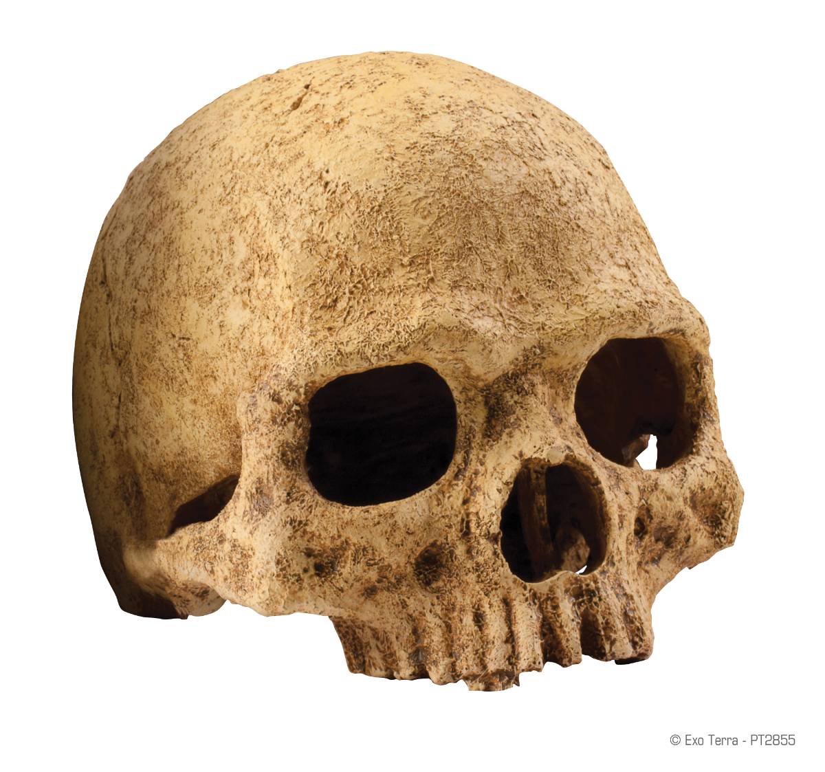 Exo Terra Primate Skull