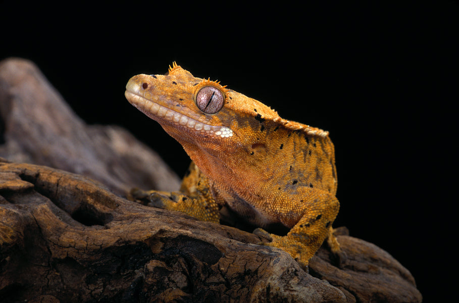 closeup of a crested gecko on a log. Small crested geckos. Zen Habitats creates reptile enclosures that are perfect for crested geckos. 2x2x2 Zen Habitats reptile enclosures for crested geckos