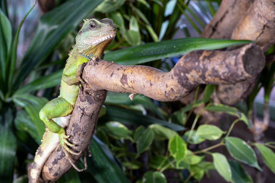 Chinese water dragon on a tree branch
