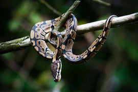 ball python in wild. Gabby Nikole of Flordia Wildest talks ball pythons on a Zen Habitats show, Beyond The Care Sheets. Ball Python snake hanging from tree branch in the wild.