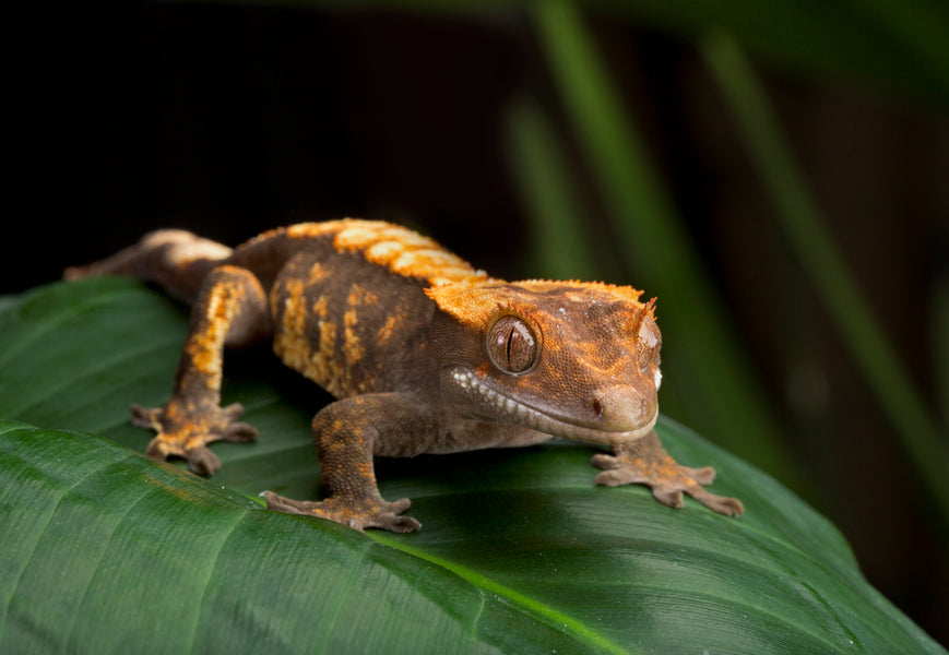 High-End Crested Gecko