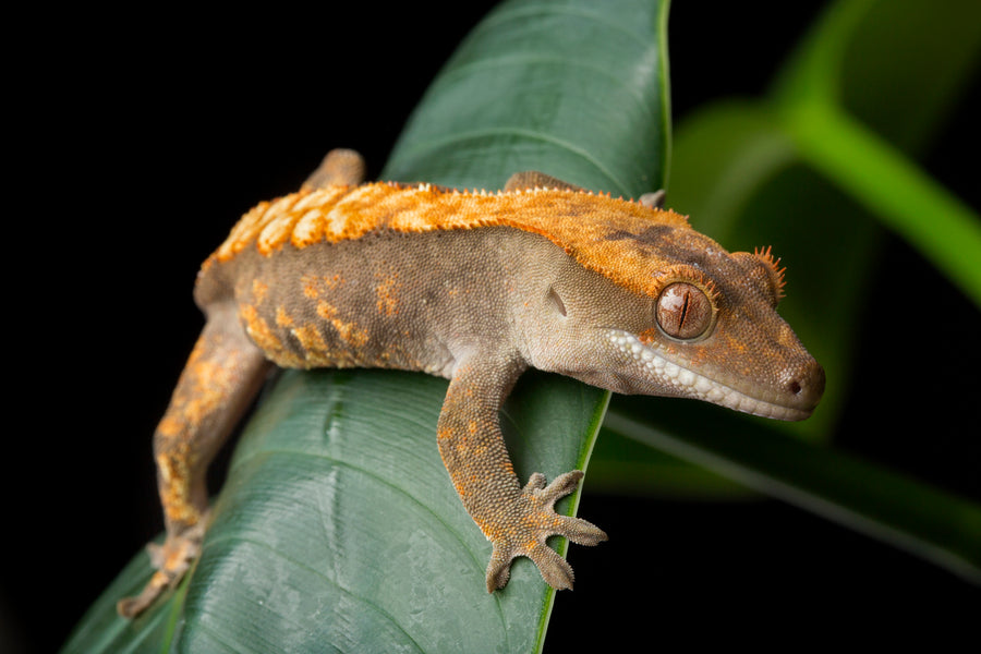 closeup of a crested gecko on a leaf. Zen Habitats creates reptile enclosures that are perfect for crested geckos. 2x2x2 Zen Habitats reptile enclosures for crested geckos