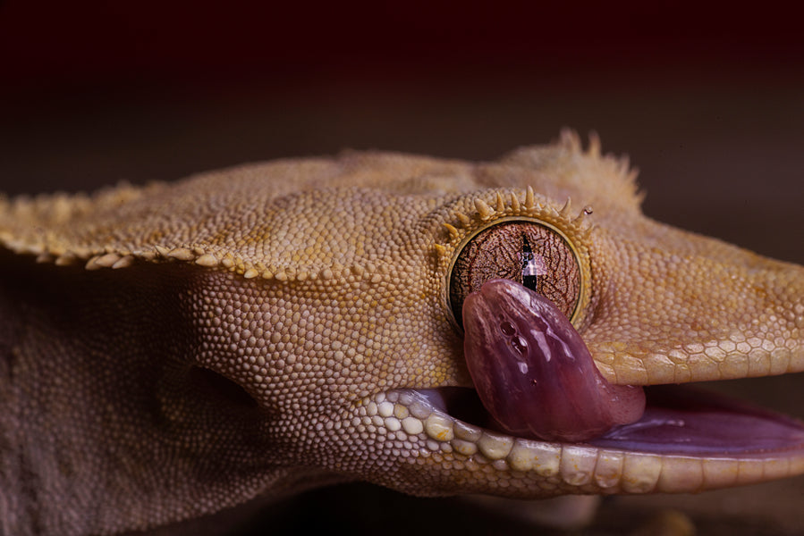 closeup of a crested gecko licking its eye. Beyond the care sheets with popular youtuber maddie smith. Zen Habitats creates reptile enclosures that are perfect for crested geckos. 2x2x2 Zen Habitats reptile enclosures for crested geckos