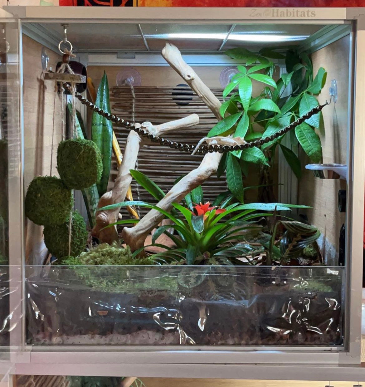 Zen Habitats 2x2x2 reptile enclosure