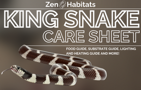 A detailed care sheet for king snakes by Zen Habitats, offering a comprehensive guide on proper husbandry, nutrition, and environmental requirements for optimal care and well-being.