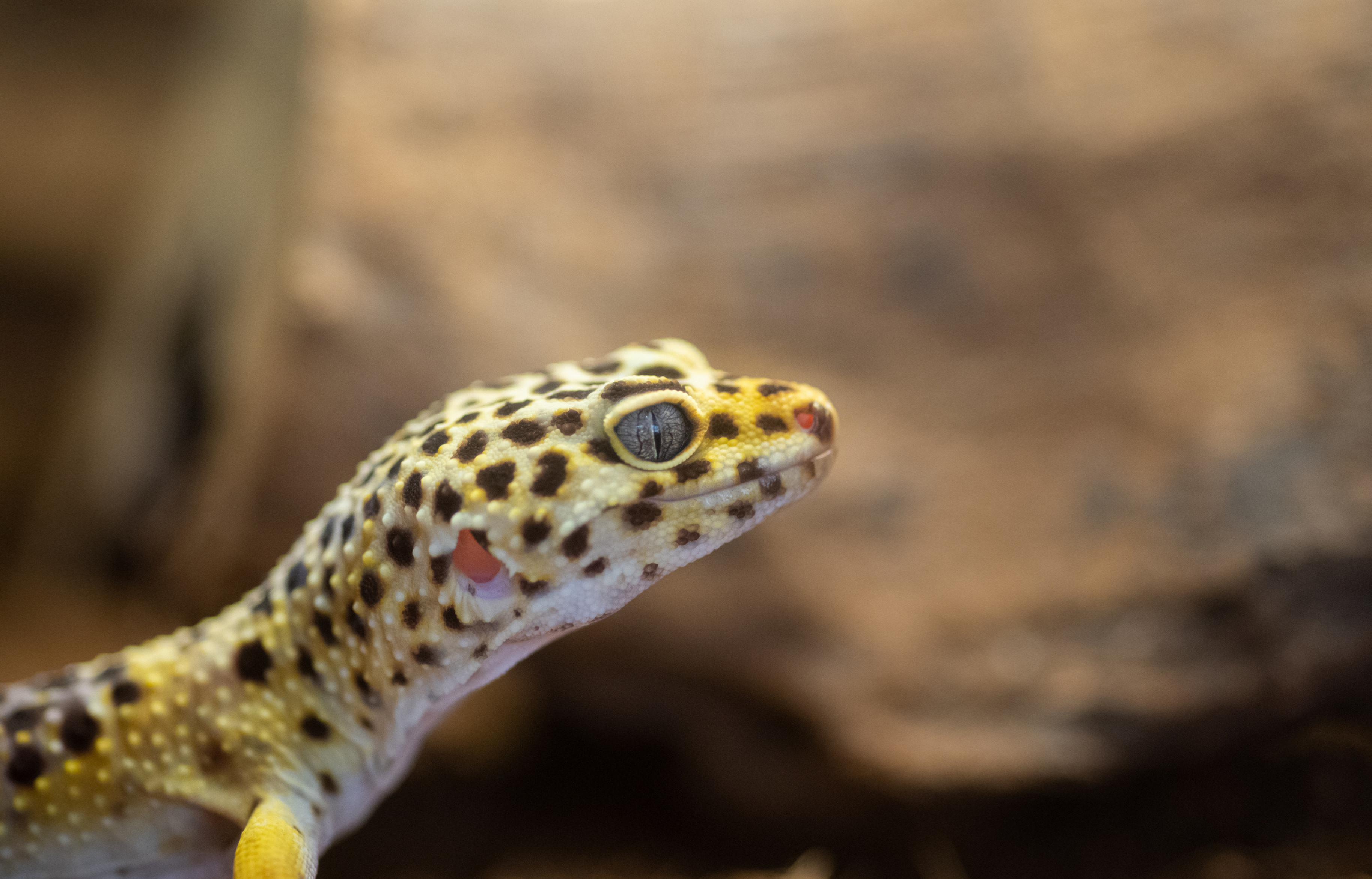 Leopard Gecko Enclosures & Accessories – Tag – Zen Habitats