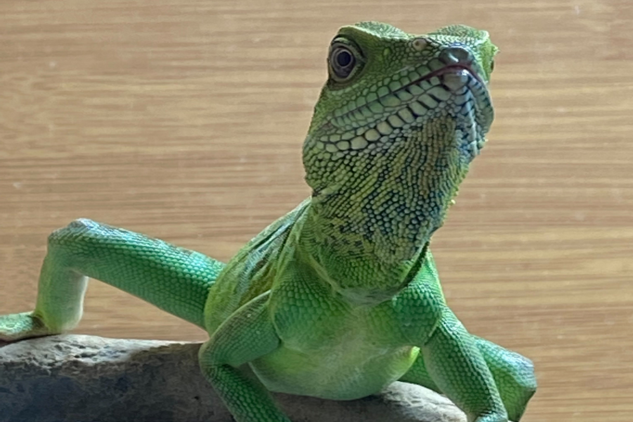 Ming the chinese water dragon in a 4x2x2 Zen Habitats reptile enclosure