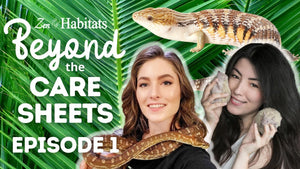 Beyond The Care Sheets with Mariah Healey of Reptifiles & Emzotic | Blue Tongued Skinks | S1E1