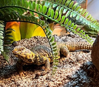 Closeup of a Uromastyx